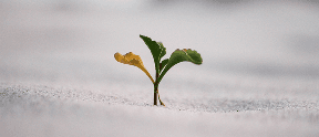 The rise of alternative investments